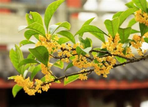 桂花不長葉|盆栽桂花掉葉子怎麼辦，4種方法讓桂花樹枝繁葉茂